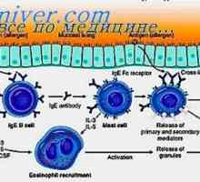 Аероалергенти. Класификация и алергените структура