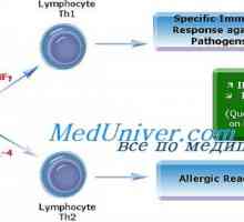Алергени. Т хелперен тип 2 (Th2) в алергични реакции