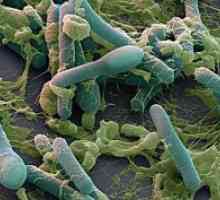 Анаеробни бактерии: видове