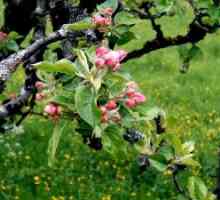 Най-анатомичната структура на клоновете на ябълкови дървета