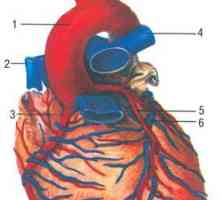 Анатомия на артериите на сърцето