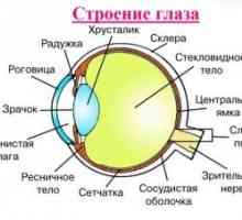 Анатомия на човешкото око: Структура