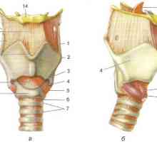Анатомия на ларинкса