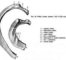 Анатомия на гръдния кош: ребра