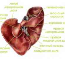 Анатомия и физиология на човешки черен дроб