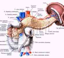 Анатомия и физиология на панкреаса