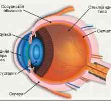 Анатомия и физиология на ретината