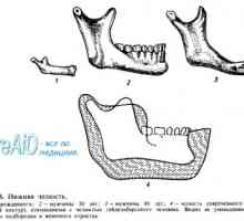 Анатомия: долна челюст