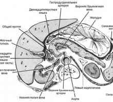 Анатомия на панкреаса