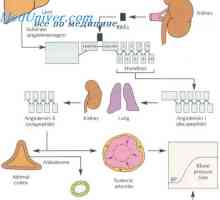 Аномалии на ембрионални хромафинна система. Развитието на отделителната система на плода