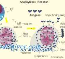 Антиген представящи функция на дендритни клетки с имуномодулатори. Ефект на имуномодулатор на…