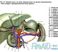 Коремната аорта клонове