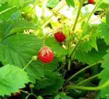 Биологични характеристики на ягоди