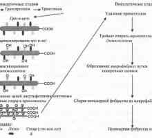 Биосинтезата на колаген. Обменът на мед (Си)