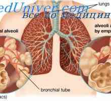 Ефектът на кислород на дихателния център. Ролята на кислород в регулацията на дишането