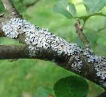 Заболявания на стволовете и клоните на плодни дървета и тяхното предотвратяване