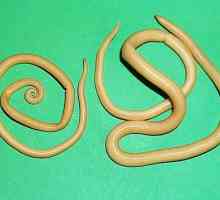 Детски глист тип кръгли паразитни червеи,