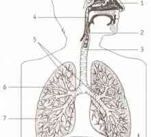 Какво е отговорен за почистване и отводняване на дихателната система