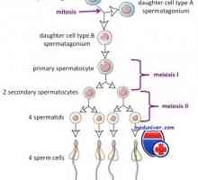 Сперматогенезата цикъл. Колко време е зряла сперма?