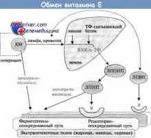 Физиологията на метаболизма на витамин Е и неговите ефекти