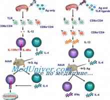 Действие имуномодулатори активиране на дендритни клетки. Узряване на дендритни клетки