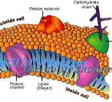 Мембрана на клетките. Структурата на клетъчната мембрана