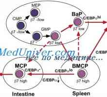 Диференциацията на Т и В клетки. Цитокините индуцират диференциация на клетки от Th1 тип и от типа…