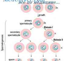 Регламент на сперматогенезата. съзряване на сперматозоидите