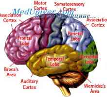Съобщение на кората на главния мозък с други отдели. Специфични области на кората на главния мозък