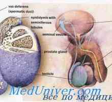 Сперматозоидите движение на мъжкия генитален тракт. съзряване на сперматозоидите