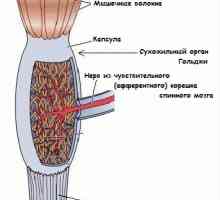 Golgi сухожилие рефлекс. Значение на сухожилие рефлекс