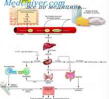 Физиологията на витамин г. Ефектите и ролята на витамин D