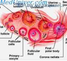 Фоликулярните клетки. Физиология на фоликуларни клетки