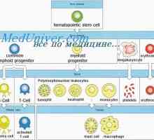 Образуване на имунитет при плода. неонатална лимфопоеза