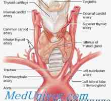 Образуване (ембриология) на щитовидната жлеза и анатомия