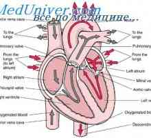 Образуване на фетални сърдечните клапи. Развитие на ембриона на перикарда