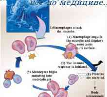 Видове адаптивния имунитет. Лимфоцити в придобит имунитет