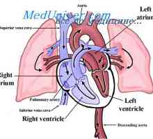 Кръвният поток в белите дробове по време на тренировка. Белодробна притока на кръв в сърдечна…