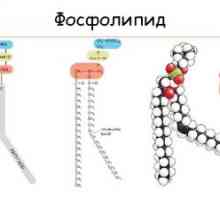 Фосфолипидите: състав, структура, функция