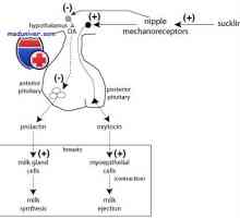 Пролактин функция. Синтез и анализ