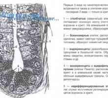 Получаване на тънките черва на фетуса ембриогенезата, морфогенеза