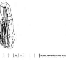 Функционални изследвания на долните крайници мускулни интерфаланговите стави на пръстите на ръцете