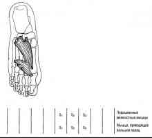 Функционално мускулите на долните крайници тестовете гласове и прибиране на пръстите на краката