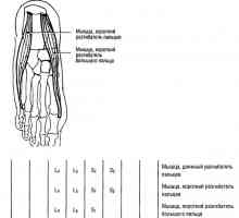 Функционални мускулни тестове на долните крайници разширение пръстите