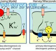 Kontrtransport калциеви и водородни йони. Активен транспорт към тъканите
