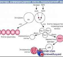 Регламент на диференциране на клетки на панкреаса ендокринни жлези