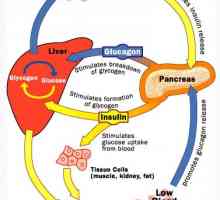 Глюкагон и глюконеогенезата. Регулиране на секрецията на глюкагон