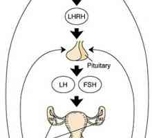 Хипоталамус-хипофиза-яйчниците система. характеристики възрастови
