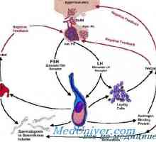 Хипоталамуса. Освобождаващ гонадотропин хормон функция (GnRH)
