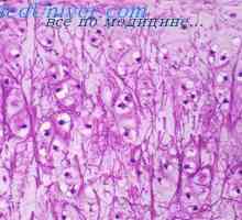 Хистогенеза кости на ембриона. Мембранни костите на плода